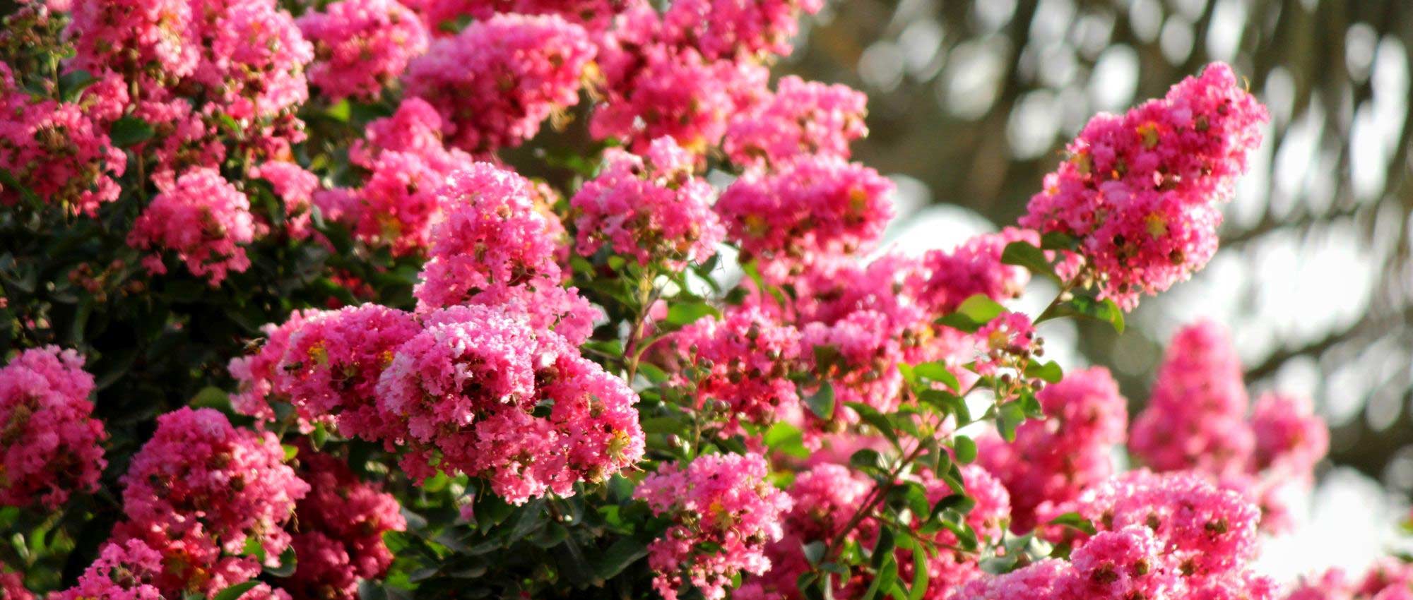 Indische sering, Lagerstroemia: welke variëteit kiezen?