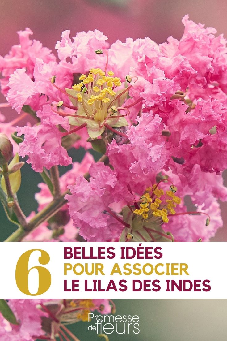 Lagerstroemia combineren in de tuin: ideeën