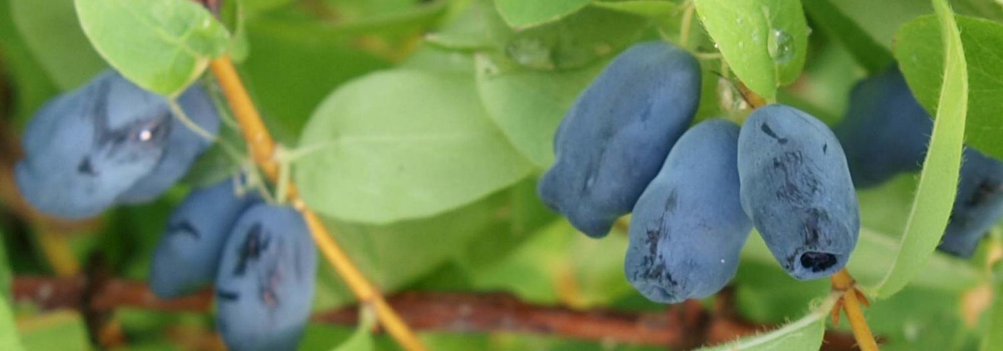 Blauwe honingbes, honingbes: planten, kweken en verzorgen