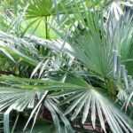 Trachycarpus, Chinese waaierpalm: planten, telen en onderhouden
