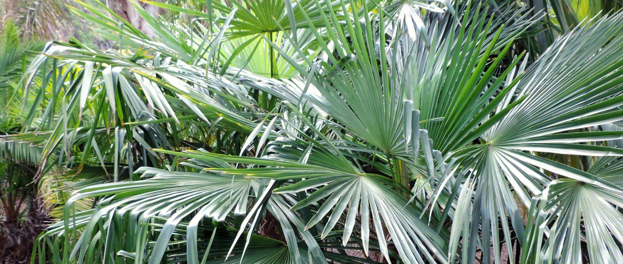 Trachycarpus, Chinese waaierpalm: planten, telen en onderhouden