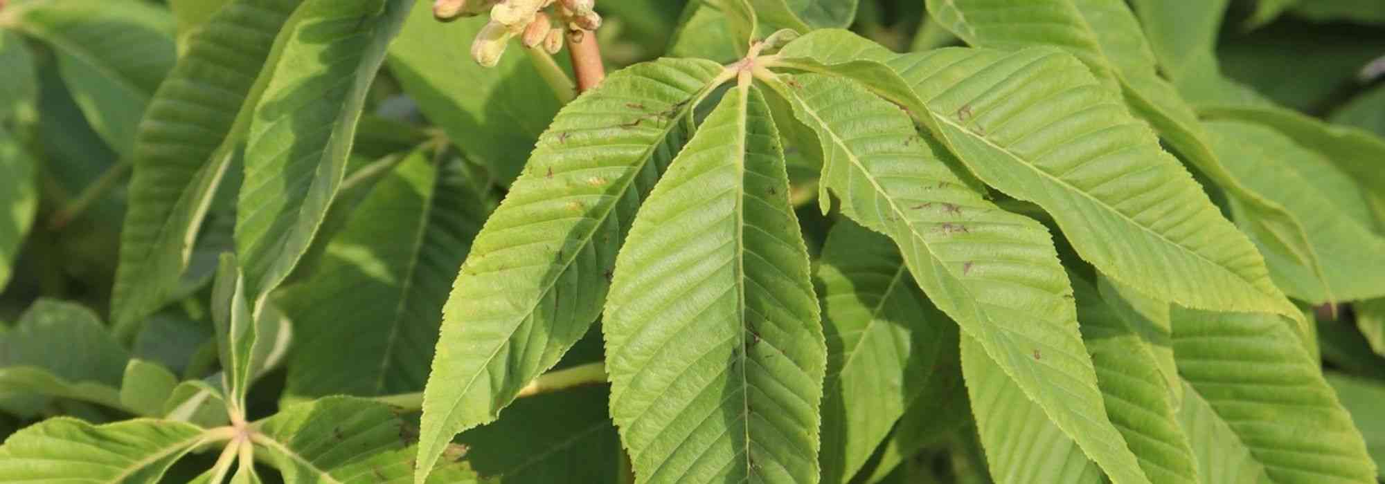 10 heesters of kleine bomen voor zware, vochtige bodem