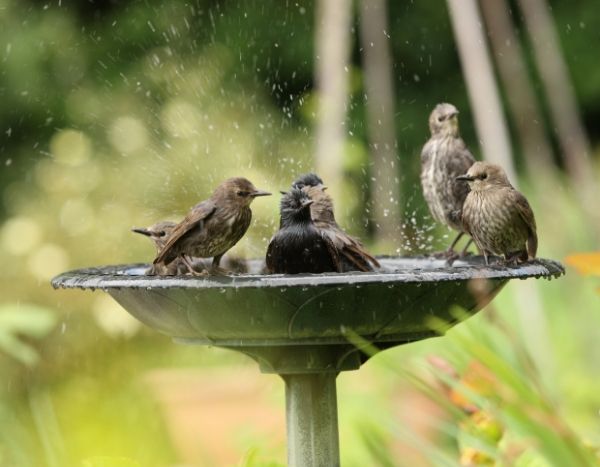 Hoge temperaturen: dorst? Ook tuindieren hebben dorst!