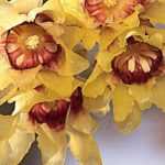 Meloenboompje, Chimonanthus praecox: planten, teelt, snoei
