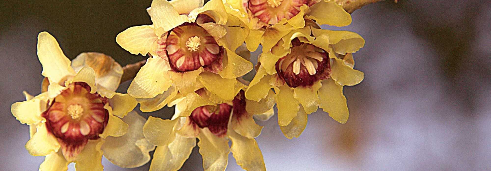 Meloenboompje, Chimonanthus praecox: planten, teelt, snoei