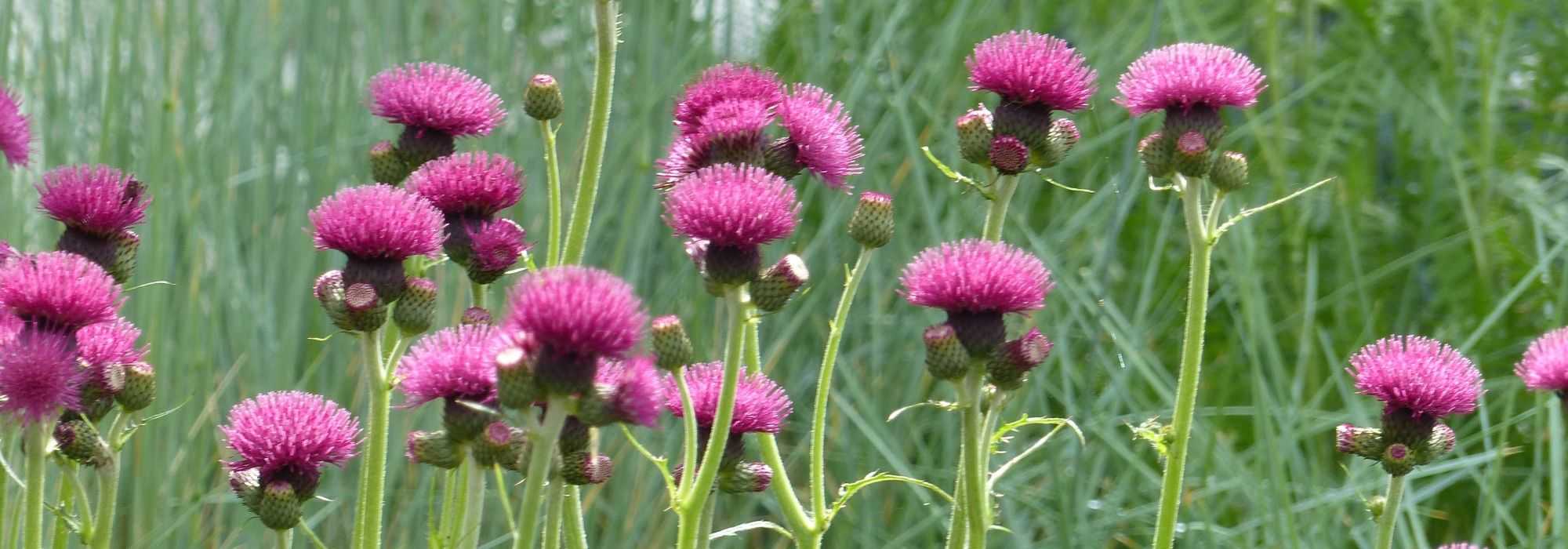 Distel, Cirsium: planten, telen en verzorgen