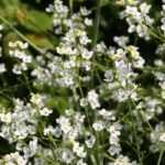 Crambe, zeekool of wolk: planten, telen en onderhoud