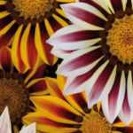 Gazania zaaien, planten en verzorgen