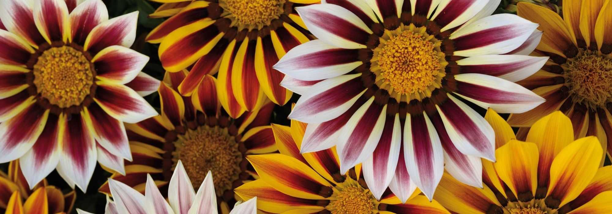 Gazania zaaien, planten en verzorgen