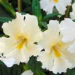 Mimulus, maskerbloem: planten, onderhoud
