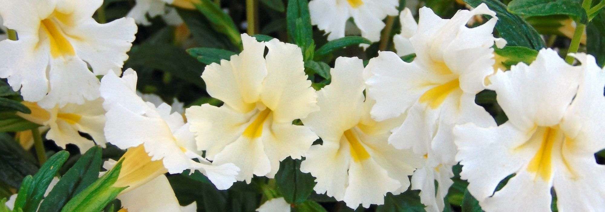 Mimulus, maskerbloem: planten, onderhoud