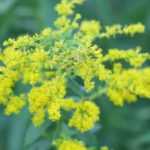 Solidago, guldenroede: planten, teelt en onderhoud