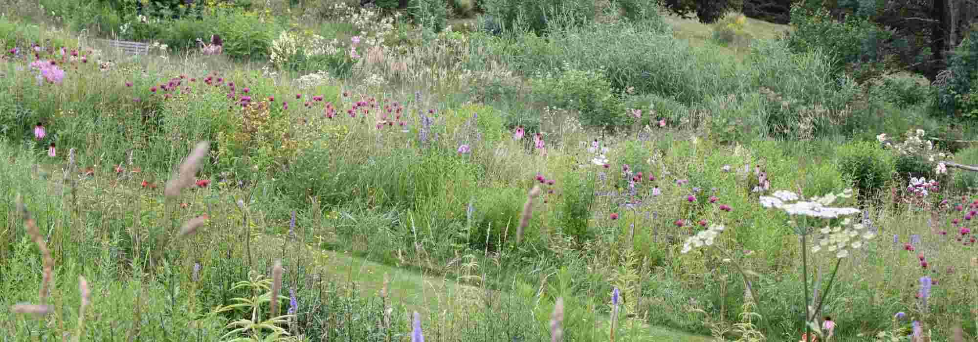 10 iconische vaste planten voor natuurtuinen