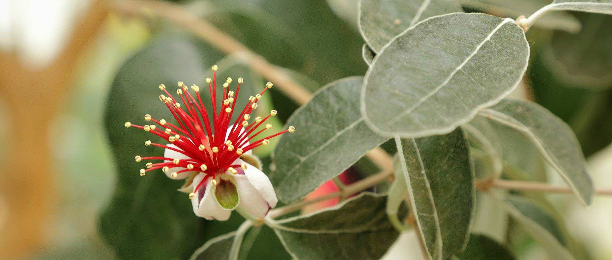 Feijoa sellowiana: ananasguave planten en oogsten