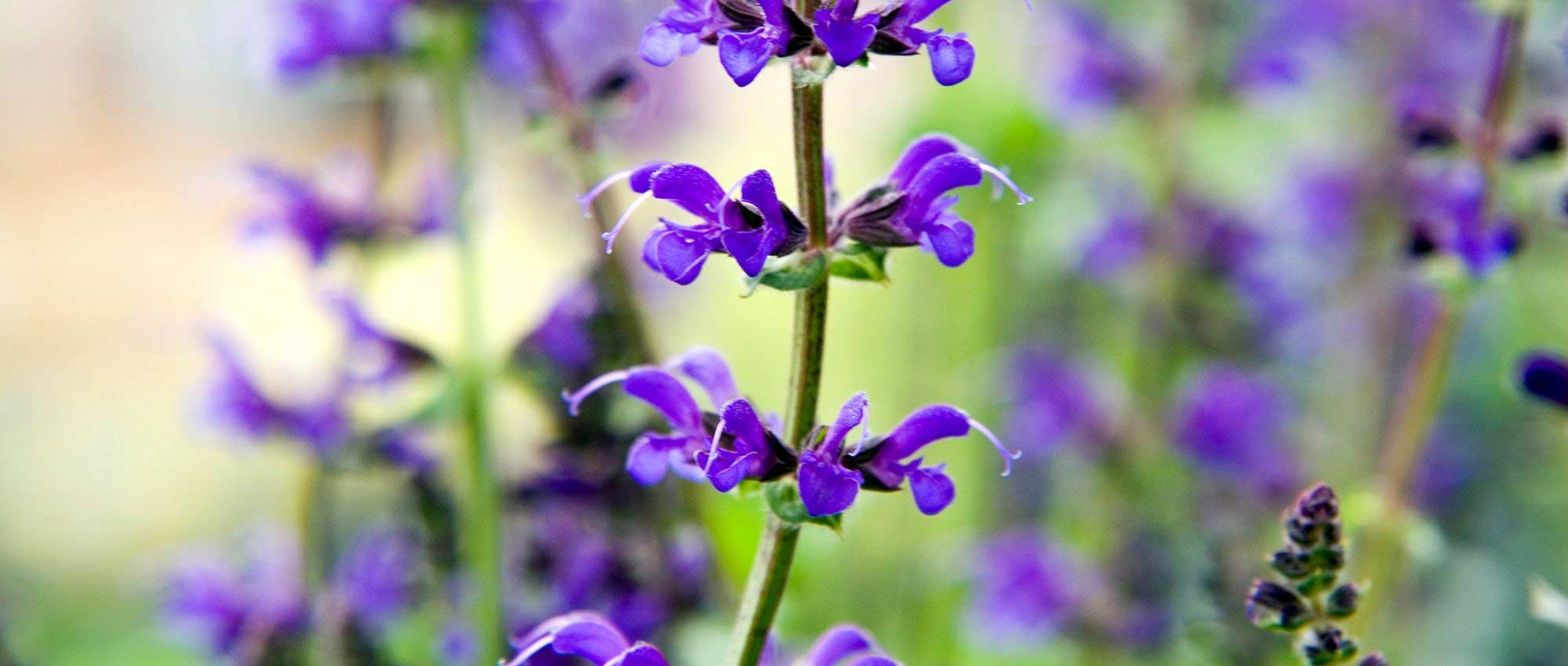 Salvia's: welke variëteiten kiezen?