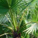 Washingtonia, waaierpalm: planten, telen en verzorgen