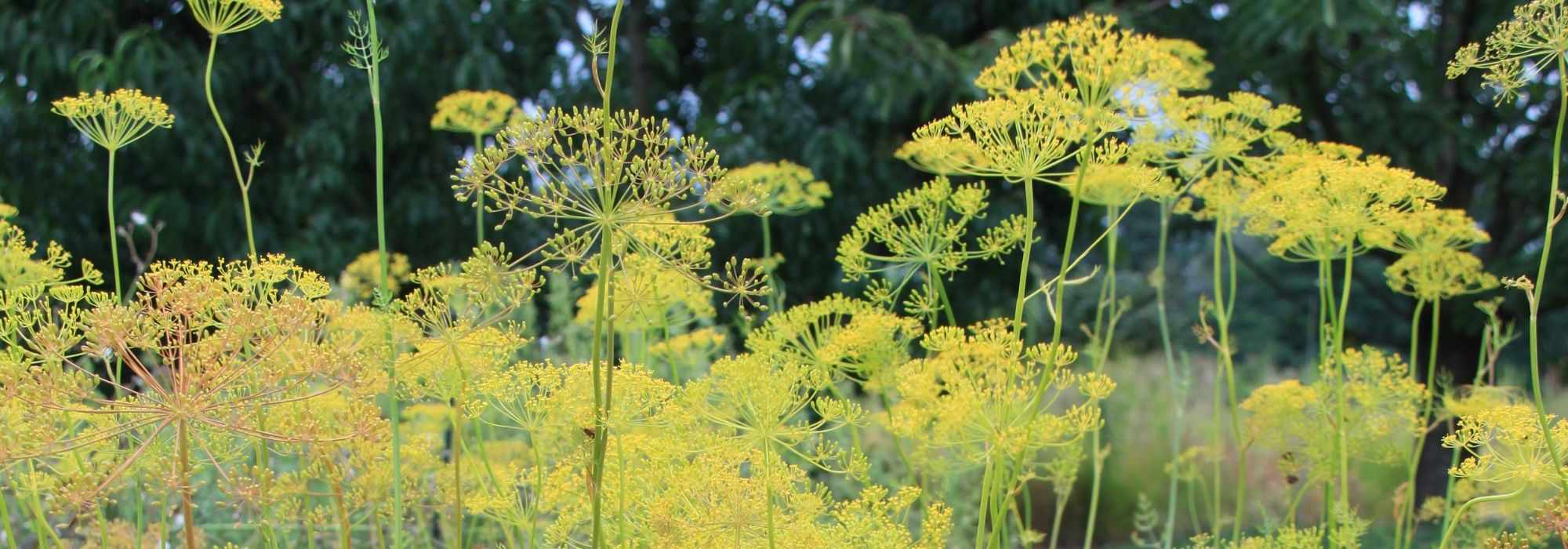 Dille: zaaien, planten en voordelen
