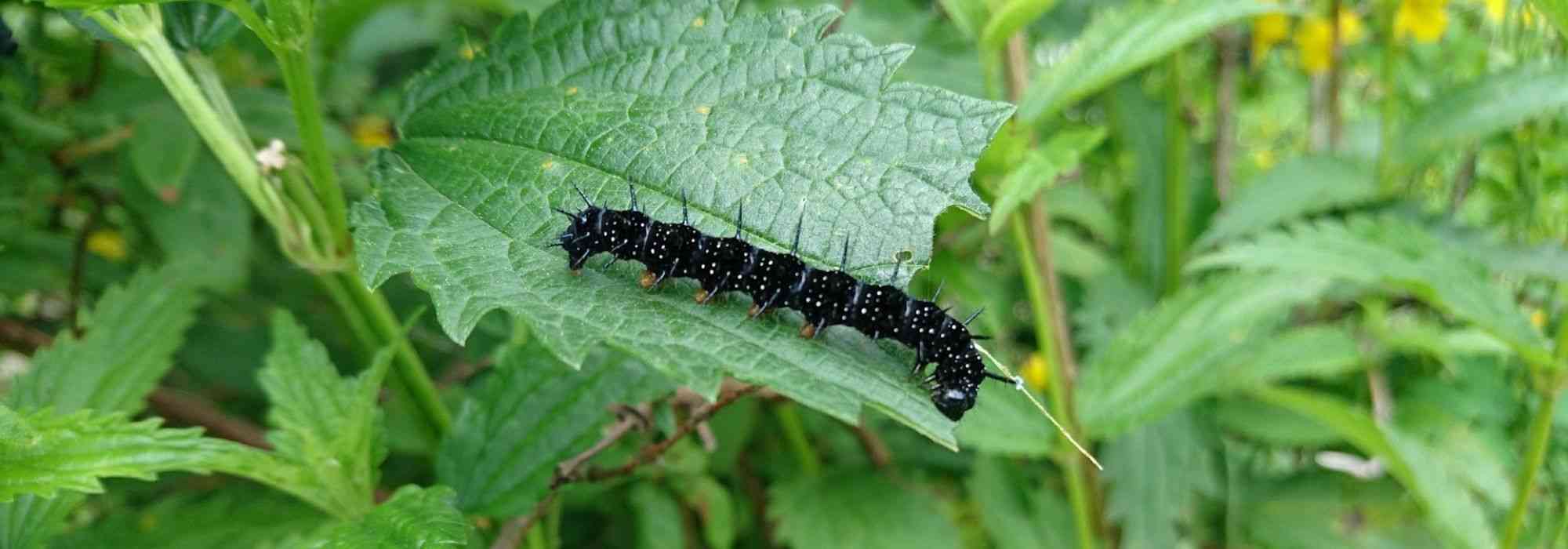 Een natuurlijke en ecologische tuin ontwerpen en aanleggen