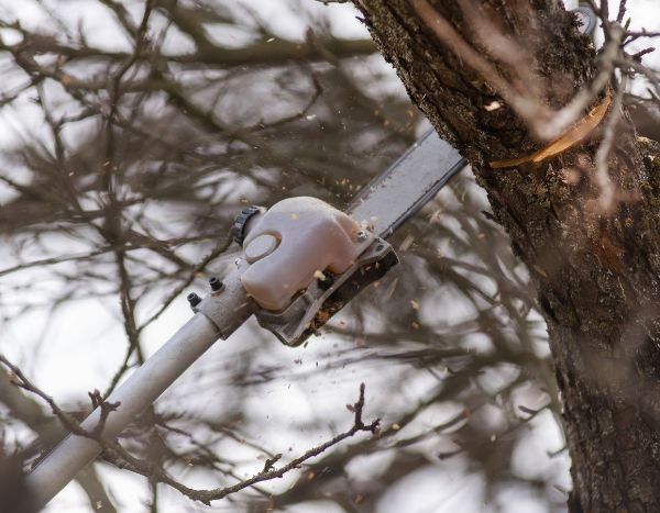 Bomen snoeien: stop met de kaalslag!