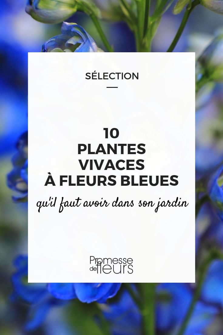 Blauwe bloemen: de beste vaste planten