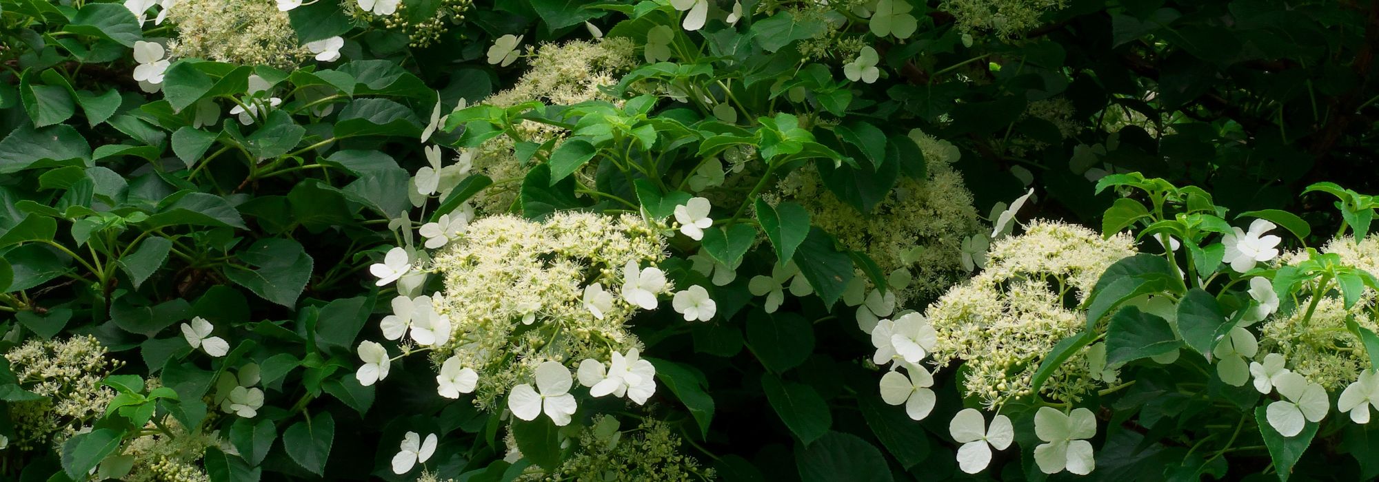 Klimplanten voor de schaduw: welke kiezen?