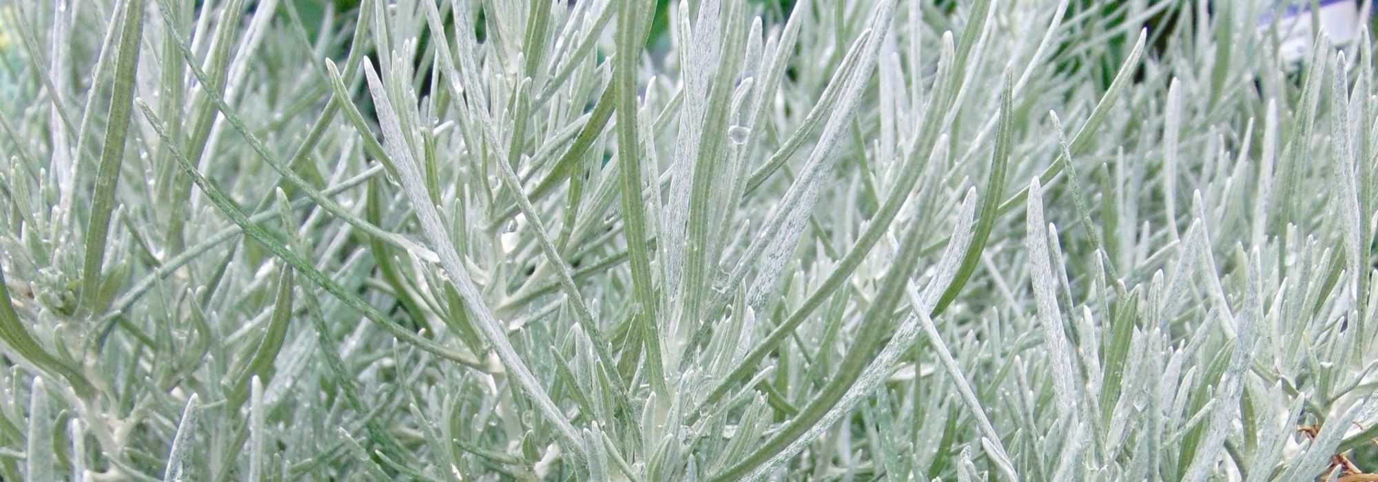 Helichrysum, kerrieplant en strobloem kweken