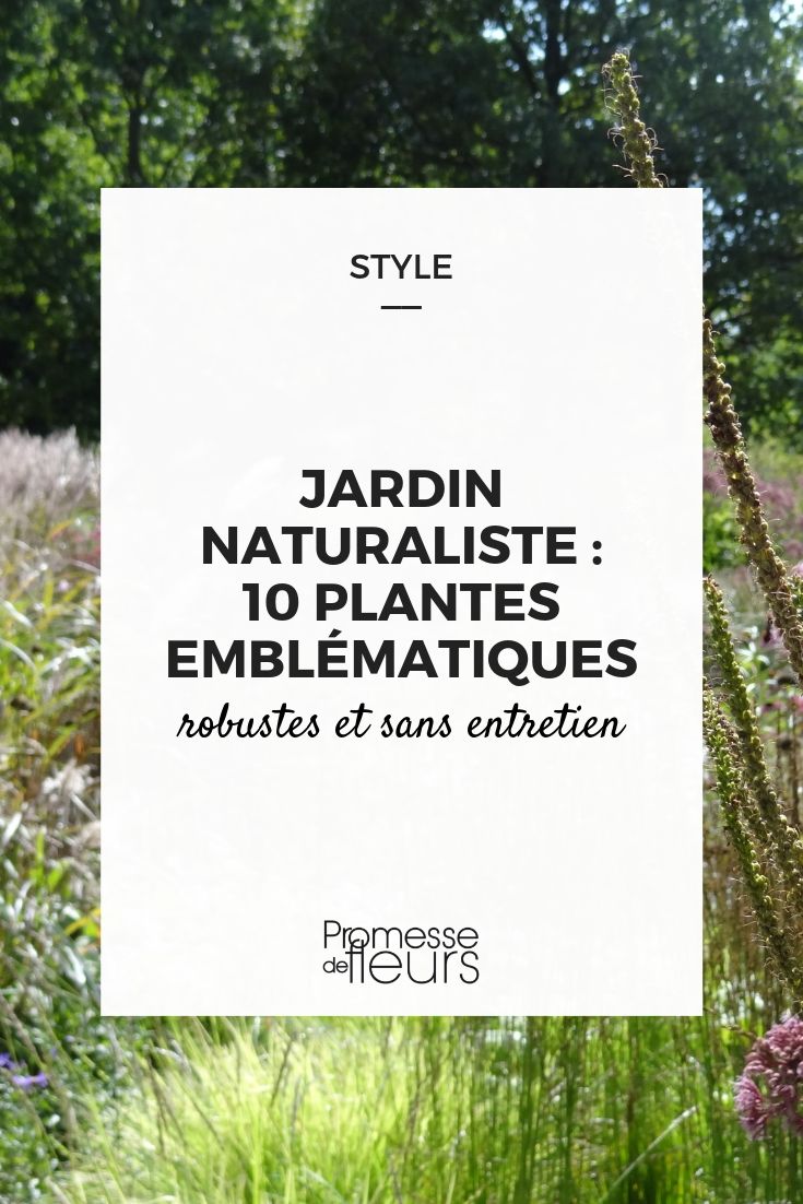 Vaste planten voor een natuurlijke en naturalistische tuin