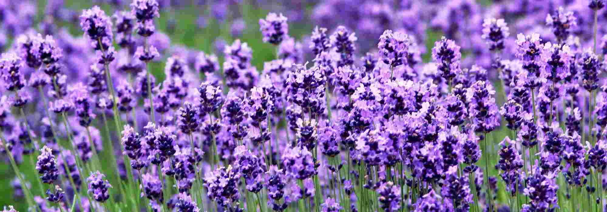 Lavendel: welke kiezen?