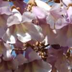 Paulownia, Anna Paulownaboom: planten, kweken en verzorgen