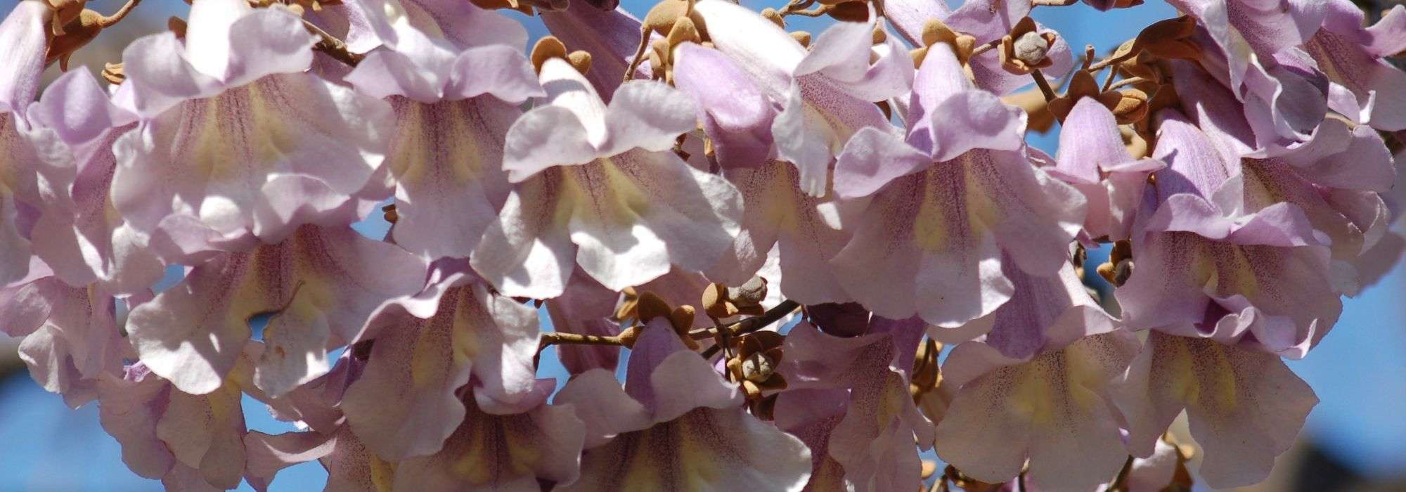 Paulownia, Anna Paulownaboom: planten, kweken en verzorgen