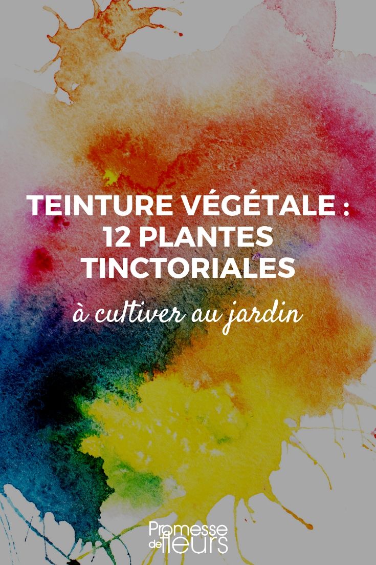 Plantaardige verf: verfplanten