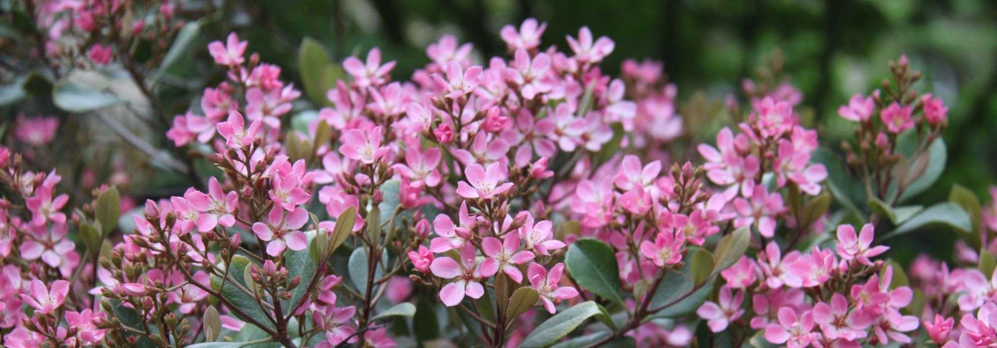 Rhaphiolepis: planten, snoeien en onderhouden