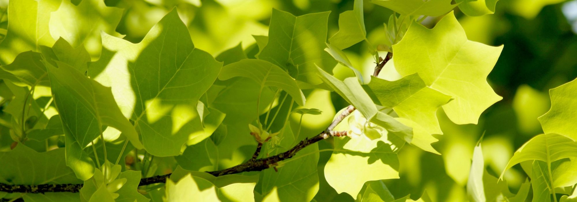 Tulpenboom, Liriodendron: planten en onderhoud