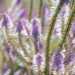 Veronicastrum virginicum, Virginische ereprijs: planten en telen