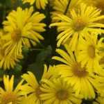 Voorjaarszonnebloem, Doronicum: planten, vermeerderen en onderhouden