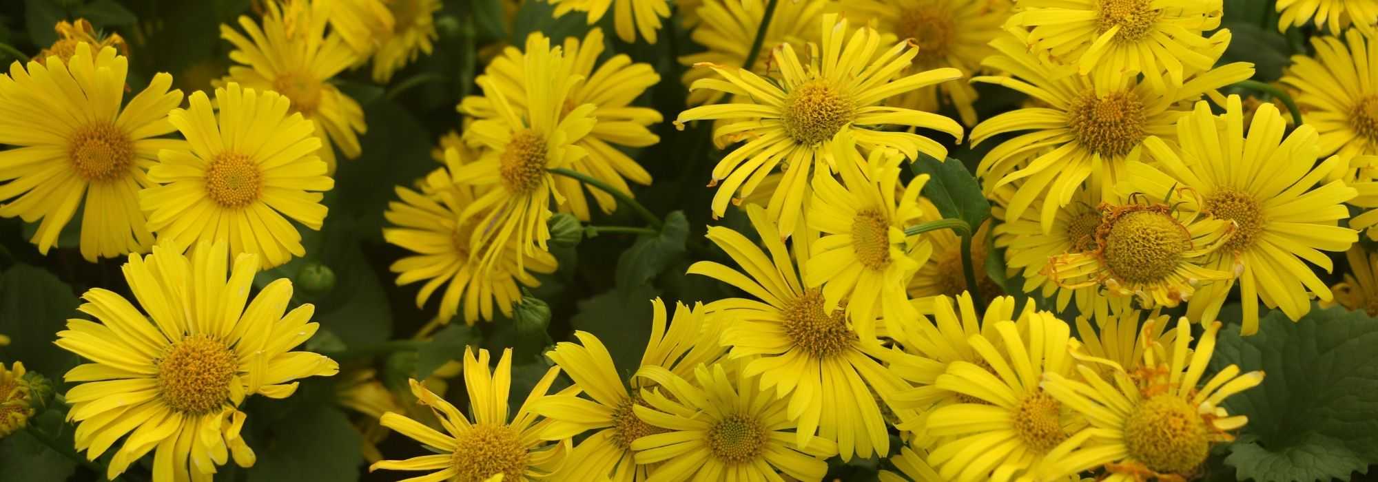 Voorjaarszonnebloem, Doronicum: planten, vermeerderen en onderhouden