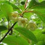 Schisandra: planten, bessen oogsten en onderhoud