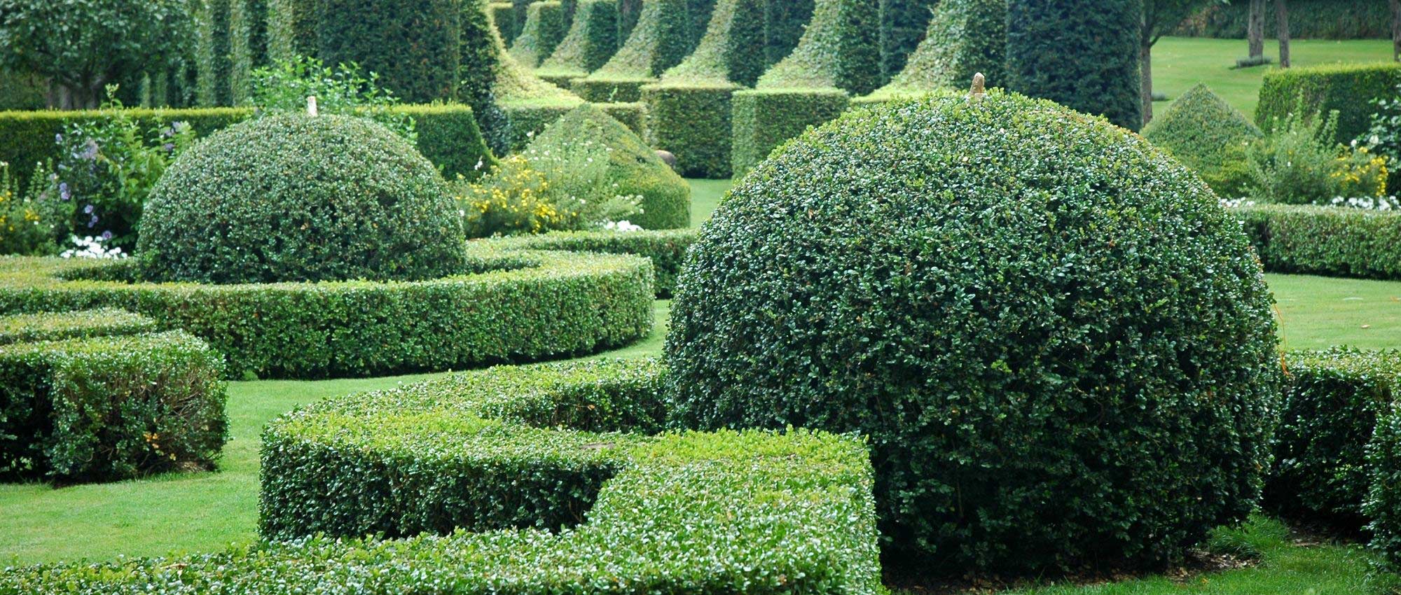 Topiary's snoeien: wanneer en hoe?