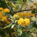 Azara planten, snoeien en onderhouden