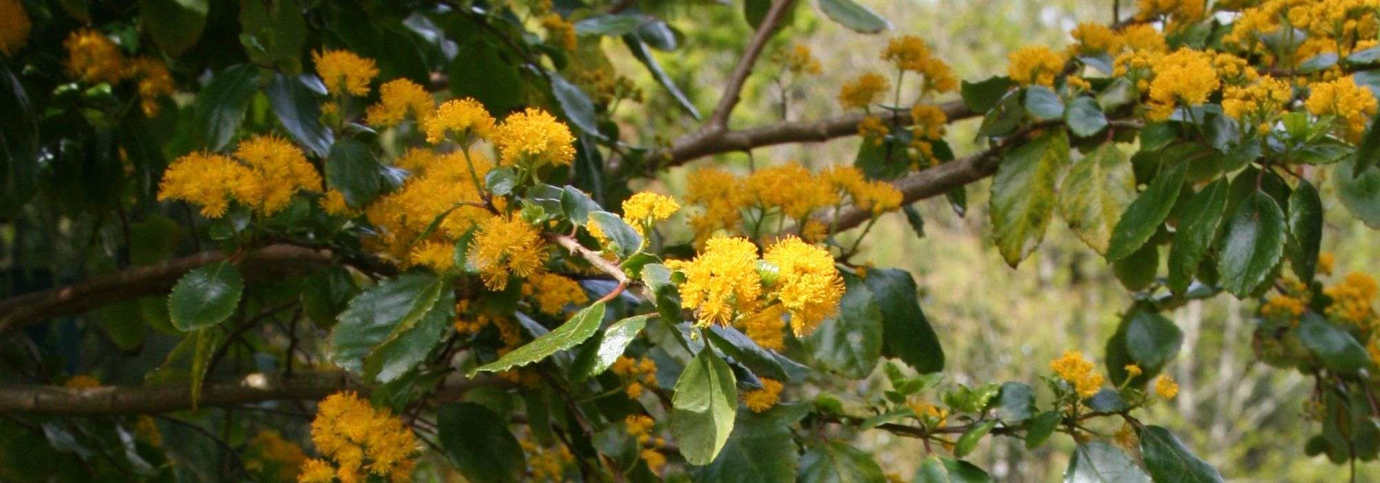 Azara planten, snoeien en onderhouden