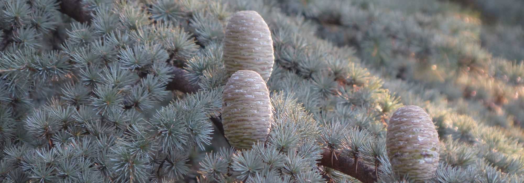 Ceder planten, snoeien en onderhouden