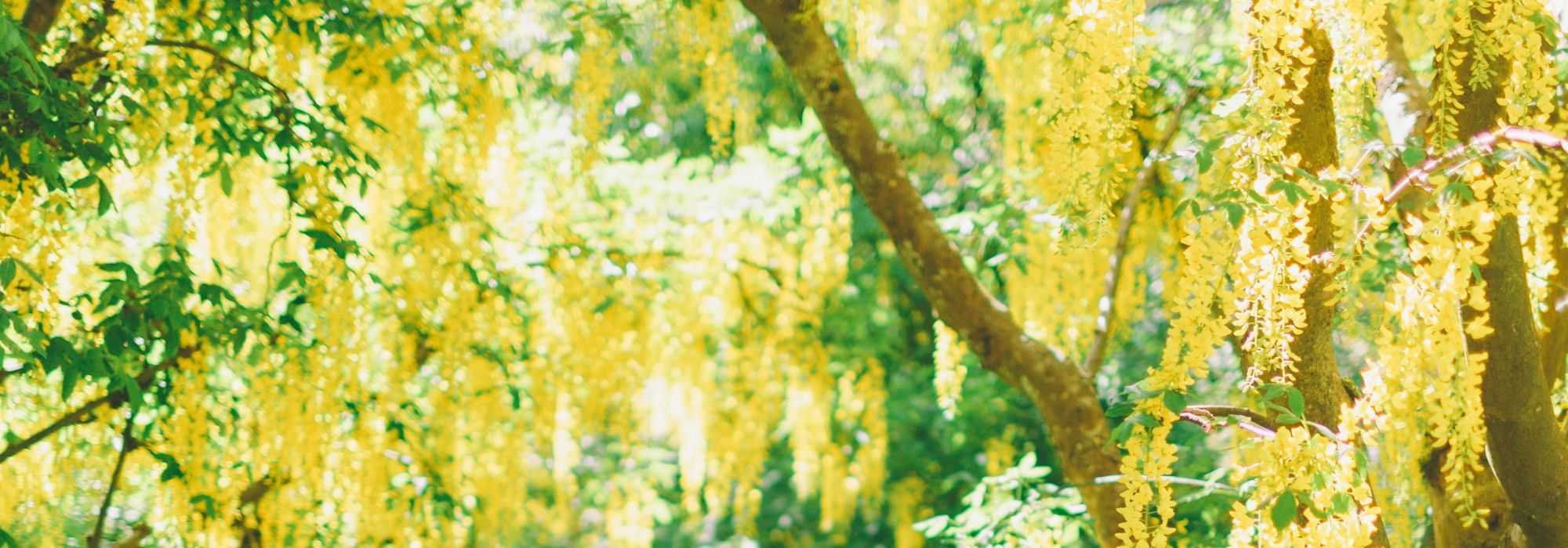 Goudenregen, Laburnum: planten, snoeien en onderhouden