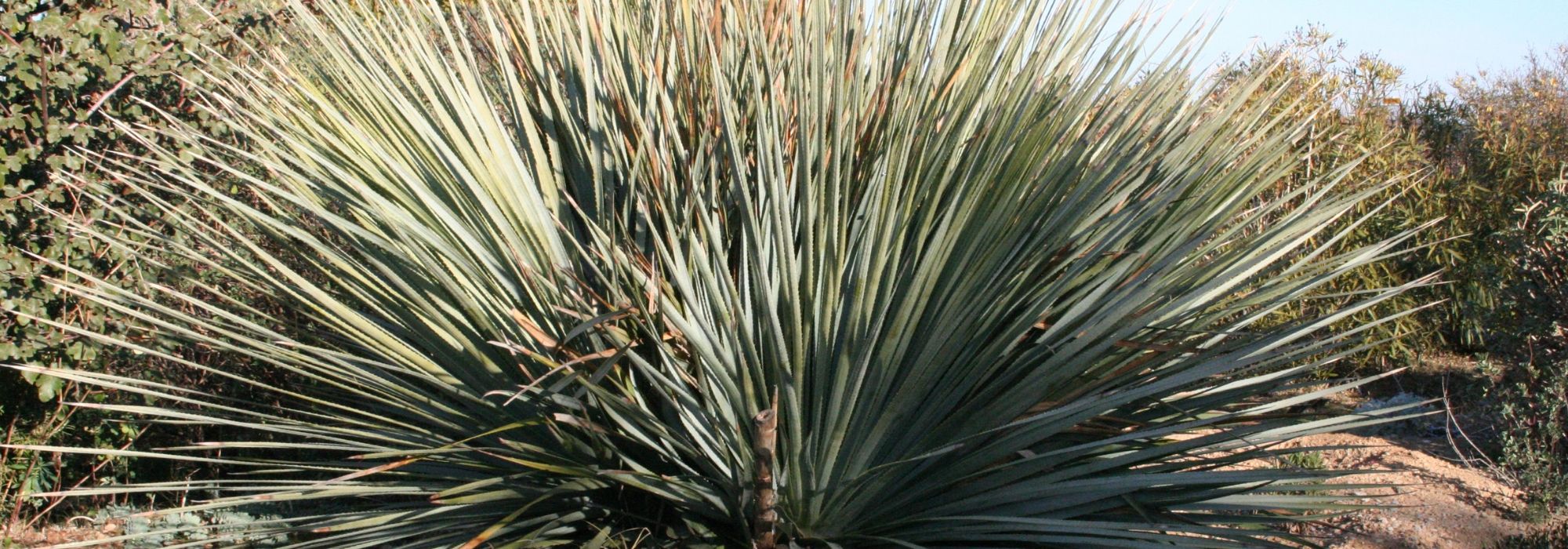 Dasylirion: planten, telen en onderhouden