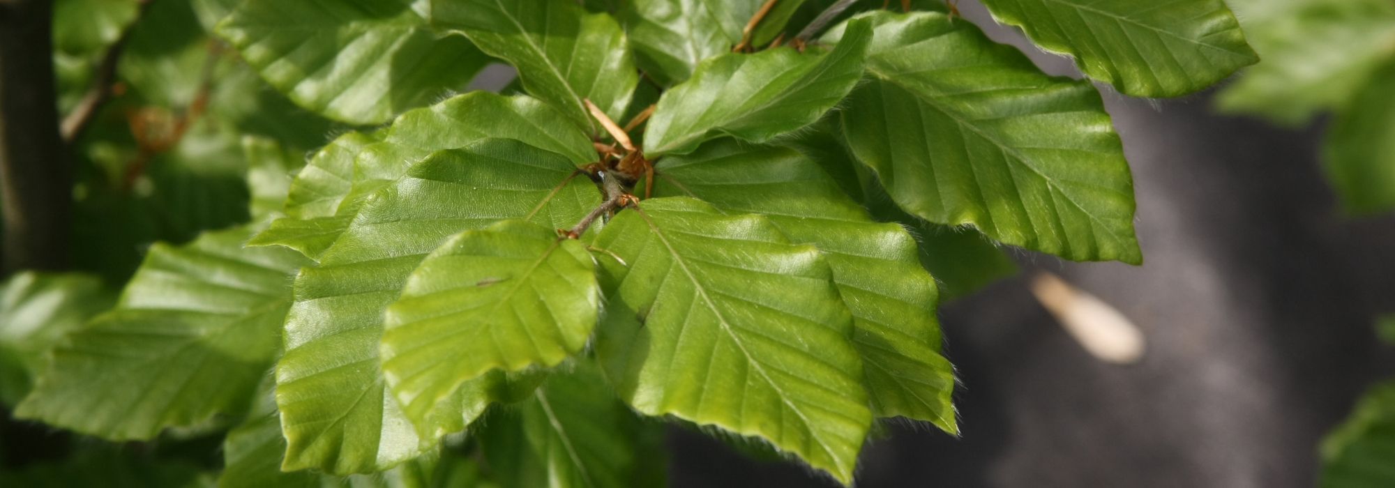 Beuk, Fagus: planten, snoeien en onderhouden