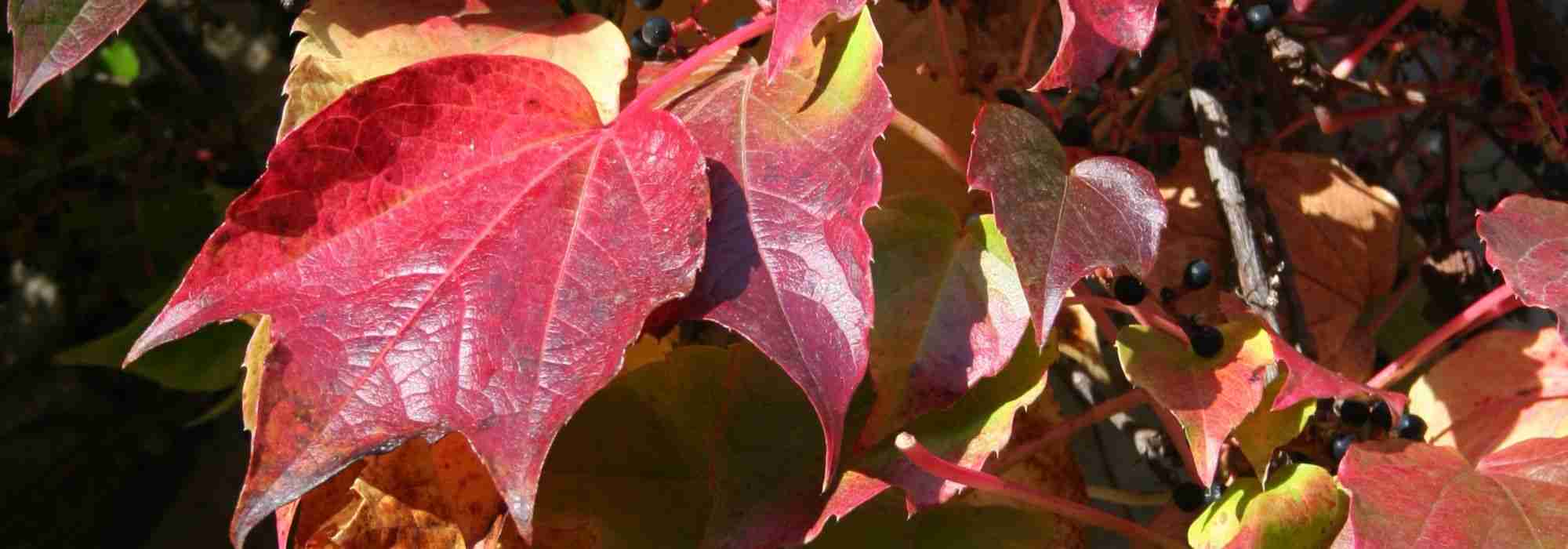 Klimplanten met herfstwaarde: de beste variëteiten