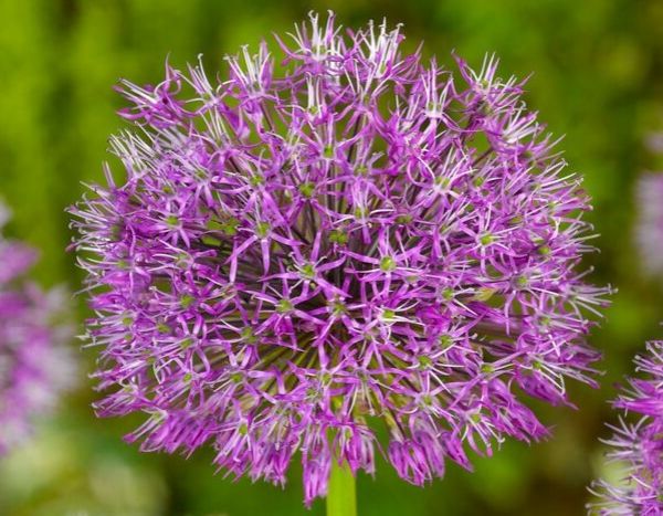 5 goede redenen om sieruien in de tuin te planten