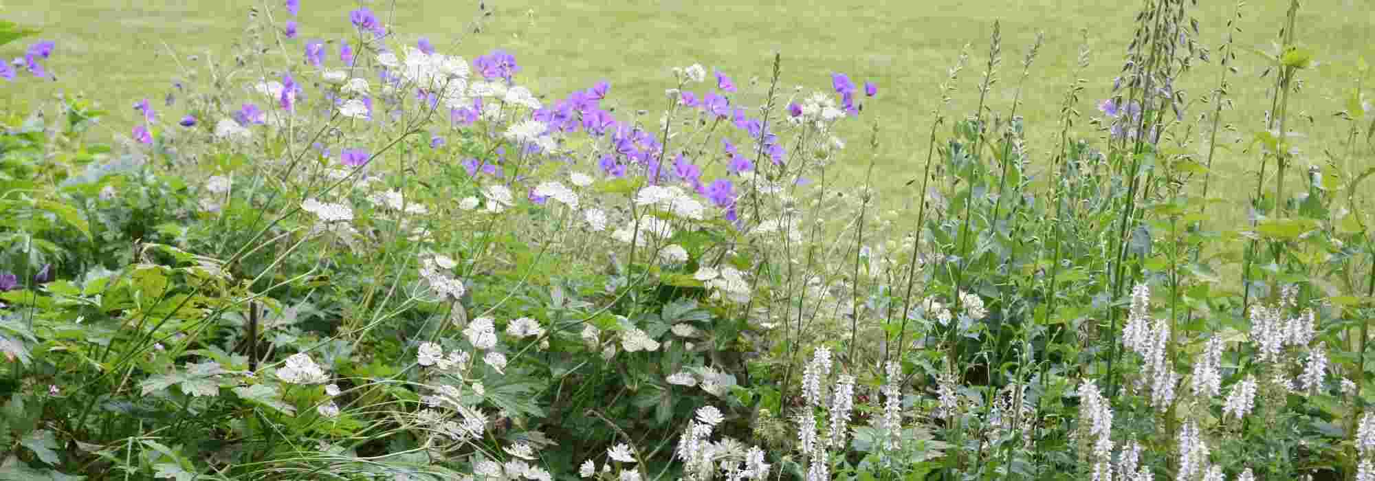 7 sterke, onderhoudsvrije borderplanten met charme
