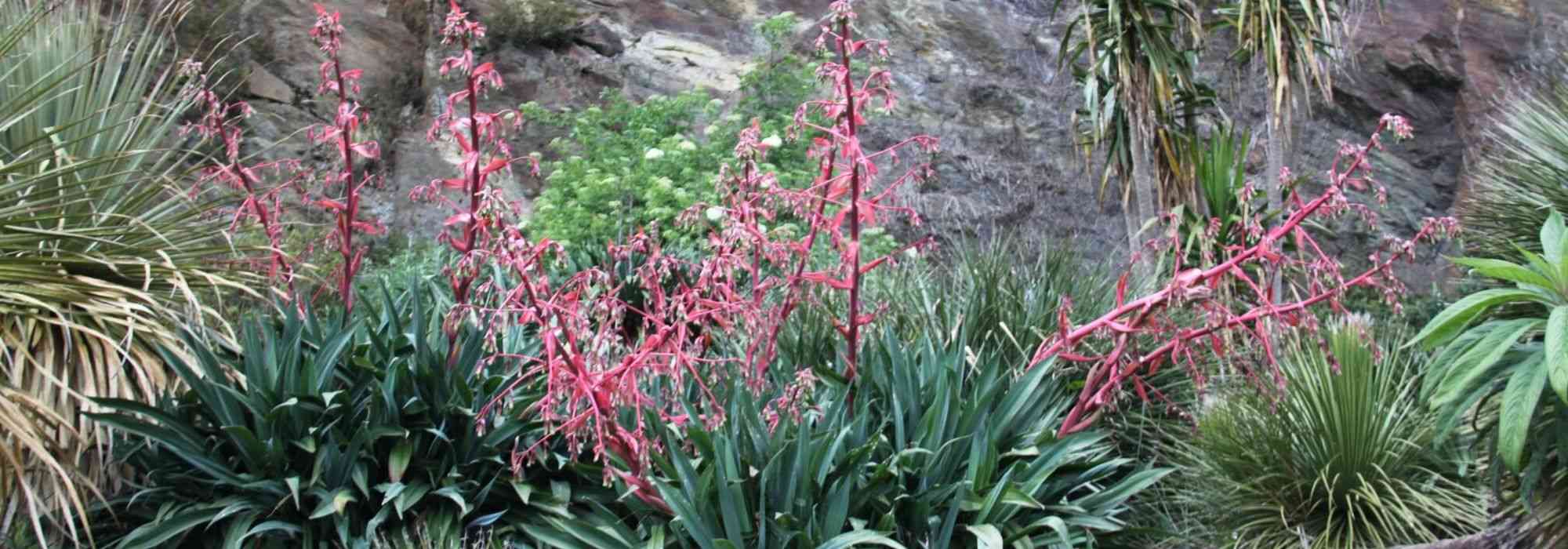 Beschorneria: planten en onderhoud