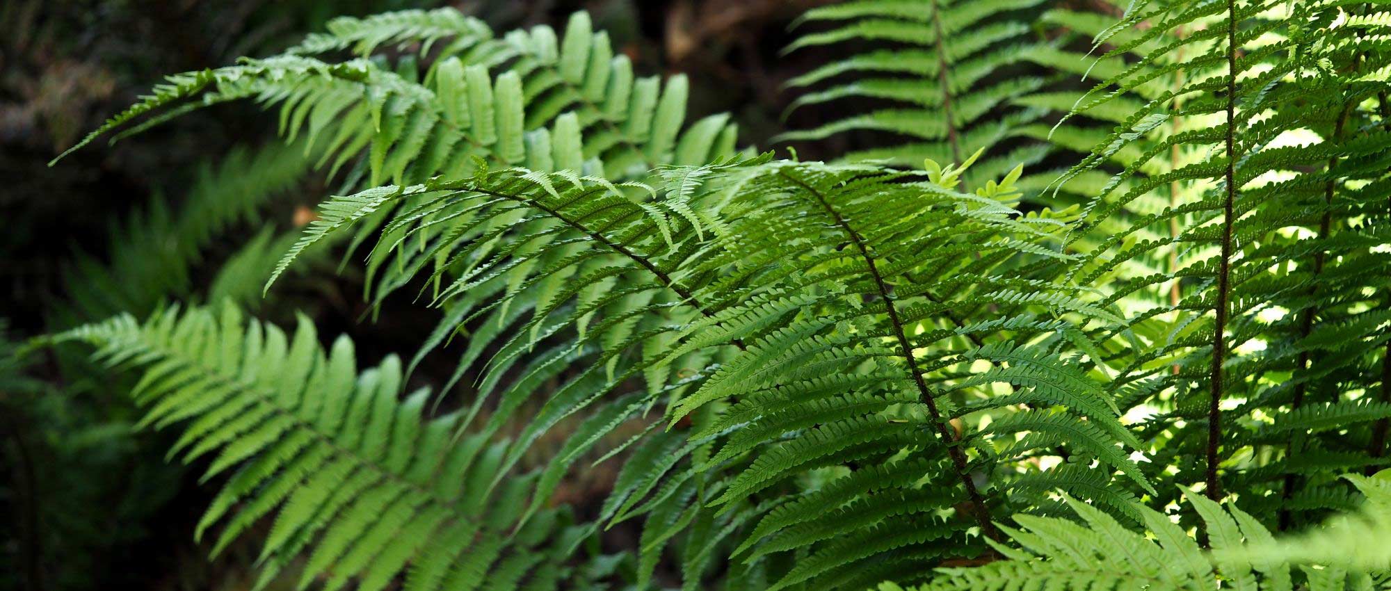 Dryopteris: planten, kweken en onderhoud