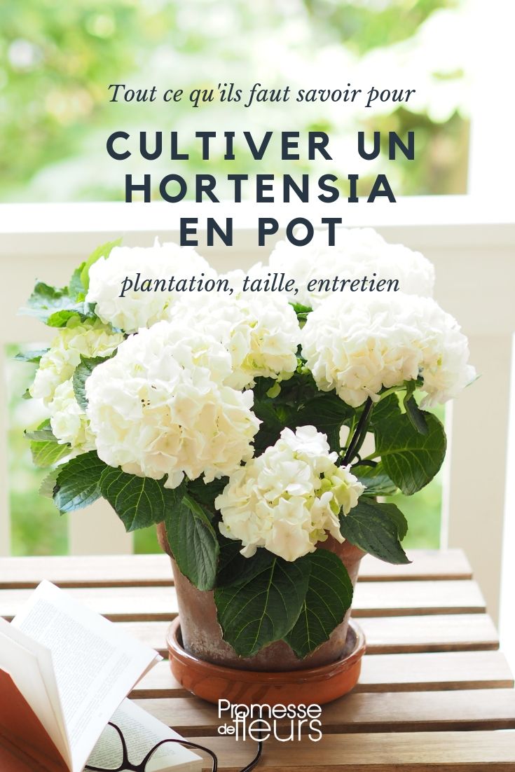 Hortensia in pot: planten en verzorging